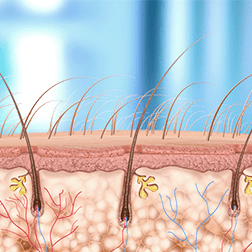 Haut, Haare und Haarwurzeln im anatomischen Querschnitt